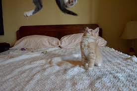 Absolutely No Words Needed Hahahahahahahah Cats Animals Amazing Silly Cats