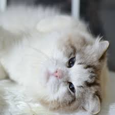 TOP 10 BEST Kitten Adoption in Oakland, CA - Updated 2025 - Yelp