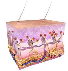 Updated by a/prof amanda oakley, hamilton, new zealand. What Is A Merkel Cell
