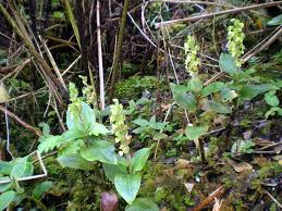 Image result for Orthochilus euanthus