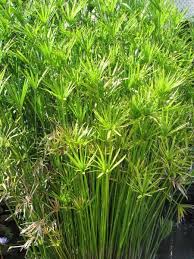 Image result for Cyperus zollingeri
