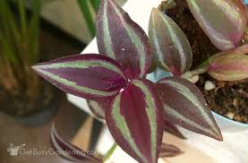 5 out of 5 stars. Wandering Jew Plant Care Guide How To Grow Care For Your Plant