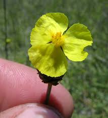 Image result for Xyris schliebenii