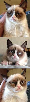 Buzzfeed Grumpy Love Cat Him On Ibuzzfeed On Grumpy Cat I Love Himgrumpy Cat I Love Him Grumpy Cat Art Grumpy Cat Images Grumpy Cat Breed