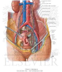 How does pelvic anatomy all fit together? Atlas Of Human Anatomy 2nd Edition