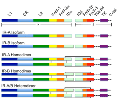 Proinsulin and the biosynthesis of insulin, recent progr. Insulin Receptor Wikipedia