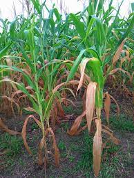 Maybe you would like to learn more about one of these? Daun Jagung Menguning Inilah Sebab Dan Cara Mengatasinya Guru Ilmuan