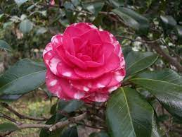 Camellia Japonica Kikutoji Japan 1859 Flowers My Flower Camellia
