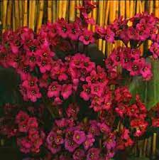 This red peony gives a strong performance even in warmer zones. Bergenia Seeds Red Perennial Flowers Winter Hardy To Zone 3 Caribbeangardenseed