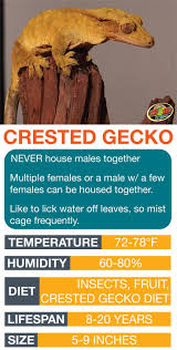 Crested Gecko Care Sheet Learn The Basics Of Crested Gecko Habitat Setup And Care Needs Before Bringing Crested Gecko Habitat Crested Gecko Care Crested Gecko