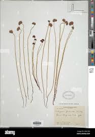 Image result for Schizaea pectinata