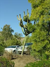 Image result for Euphorbia candelabrum
