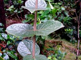 Image result for Monimiaceae