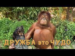 Открытки ко дню друзей отличный подарок для тех, кто на расстоянии. Prikolnye Kartinki Pro Druzej