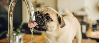 how safe is tap water for your dog
