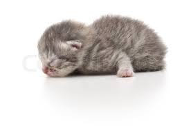 Maybe you would like to learn more about one of these? Newborn Kitten Stock Image Colourbox