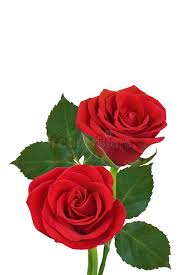 Red love rose flower images. 11 001 Two Red Roses Photos Free Royalty Free Stock Photos From Dreamstime
