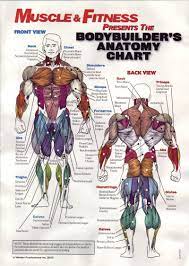 This workout should take about one hour. Pin By Tammike Miketam On Iron Muscle Anatomy Body Muscle Anatomy Muscle Groups To Workout