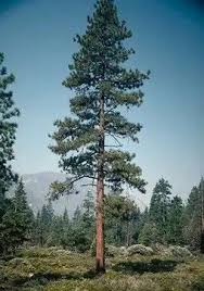Although they can get 15 feet wide, plant them closer for maximum screening. Tree Tattoo Ponderosa Pine Tree Native To Central Oregon A Tall Elegant Evergreen Tree Tattooviral Com Your Number One Source For Daily Tattoo Designs Ideas Inspiration