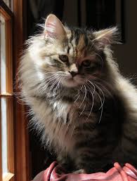 Mystic Melody Siberian Cats I Love Cats And Other Animals Siberian Cat Cute Cats Photos Cats