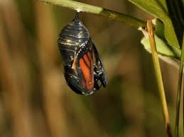 Kết quả hình ảnh cho bướm