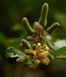 Image result for Grewia sulcata