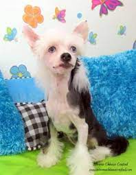 Extreme Chinese Crested Puppies For Sale Chinese Crested Puppies Puppies With Blue Eyes