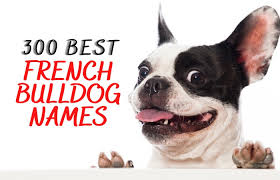 Frenchie names don't get much better than this! 300 Best Names For French Bulldog And Their Meanings American Bully Daily