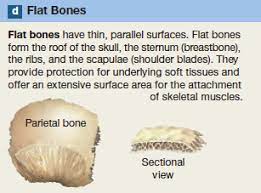 The Parietal Bone Shown As An Example Of A Flat Bone Human Anatomy And Physiology Human Body Systems Body Systems
