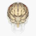 The precentral gyrus and postcentral gyrus are consistently united inferiorly by the subcentral gyrus (broca's inferior frontoparietal pli de passage, or rolandic operculum). Precentral Gyrus Wikipedia