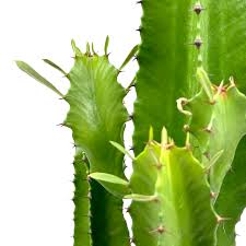Image result for Euphorbia ingens