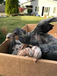 English is widely spoken there and your money goes a long way in this historic city with gorgeous architecture. Fancy Pigeons Budapest Short Face Tumbler Pigeons 4 Facebook