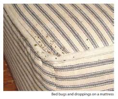 Image result for bed bugs droppings