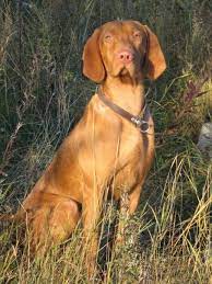 How much is a vizsla? Vizsla Rescue Of Texas Home Facebook
