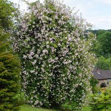 Paul S Himalayan Musk Musk Rose Cottage Garden Small Gardens