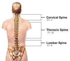 The spine above the sacrum consists of: Questions About The Spine Spine Back And Neck Pain Information Blog Spine Heatlh Kraus Back And Neck Institutespine Back And Neck Pain Information Blog Spine Heatlh Kraus Back And Neck Institute