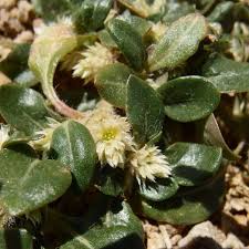 Image result for Alternanthera caracasana