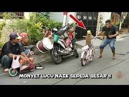  Monyet Lucu Naik Sepeda Besar Youtube Sepeda Besar Monyet Lucu