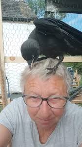 Anyone know if anyone that keeps a crow/jackdaw as a pet? It's far too  friendly to be wild. Won't leave garden and has been in and out of the house