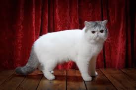 Persian kittens for sale beautiful colors, purebred persian kittens, chocolate point, chocolate cream point, pure white, cream points., all with stunning blue eyes. Exotic Shorthair Kittens And Cats Temple Parlor