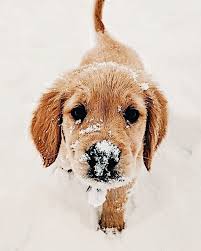 As you go through this list, you might want to make a top ten list yourself! Dogs Aesthetic Dogs Aesthetic Dog Art Dog Breeds Dog Cutest Dog Funny Dog Training Dogs Hunde Hunde Bilde Cute Dogs Boxer Dogs Brindle Cute Puppies
