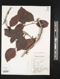 Image result for Agelanthus toroensis