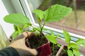 Dec 23, 2020 · maintaining a healthy plant download article 1. Tips Information About Eggplants Gardening Know How