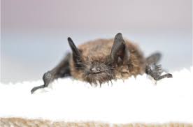 We also had the city of austin control the poison ivy that had grown on shrubs overhanging the please join austin bat refuge in actively caring for them! Louisiana Biologists Ask For Help To Detect Deadly Bat Disease