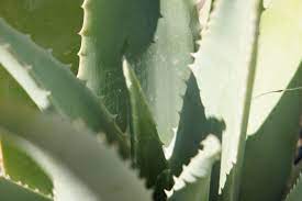 People should not apply a new substance to their face without consulting a doctor or dermatologist. El Aloe Vera Espanol