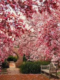 3400912994 A54db32d4a Jpg Jpeg Image 380x500 Pixels Beautiful Gardens Blossom Garden Spring Garden