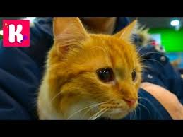 We did not find results for: Download Bad Baby Victoria Pranks Annabelle And Crybaby Daddy Hidden Egg Toy Freaks Mp4 Mp3 3gp Naijagreenmovies Fzmovies Netnaija