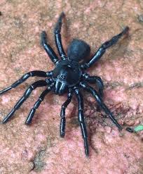 Maybe you would like to learn more about one of these? Trapdoor Spider 2 Across Darth Vader S Helmet May Have Been Inspired By This Shiny Spidy Silhouette Artist Silhouette Man Darth Vader Helmet