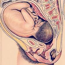 Having the chin up is what makes the posterior baby's head seem larger than the same baby when it's in the anterior position. Full Term Baby In Womb Baby In Womb Drawing People Womb