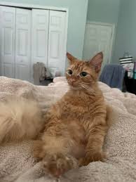Looking for our big fat girl named Scarlett She's an orange long hair kitty  with hemming way toes and bright green eyes Located in maple wood Please  let me know if you